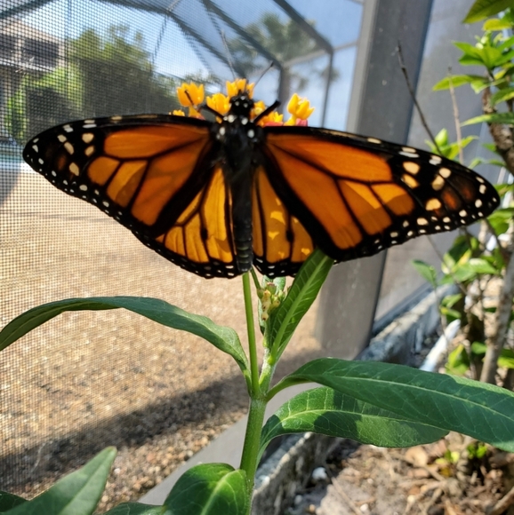 🧜♀️RedMermaid🧜♀️ - Picture 7 of 16